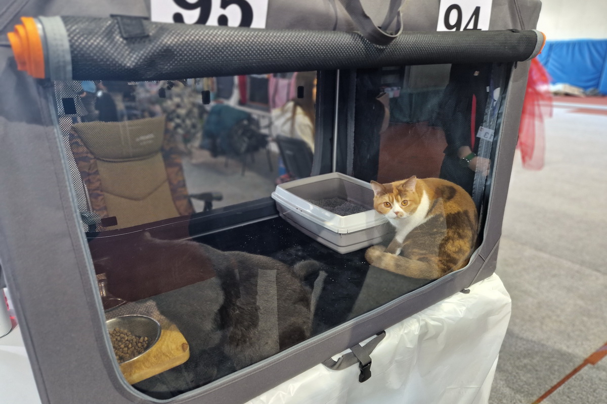 Medunarodna-izlozba-macaka-u-Atletskoj-dvorani-12