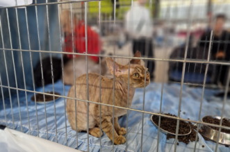 Medunarodna-izlozba-macaka-u-Atletskoj-dvorani-13