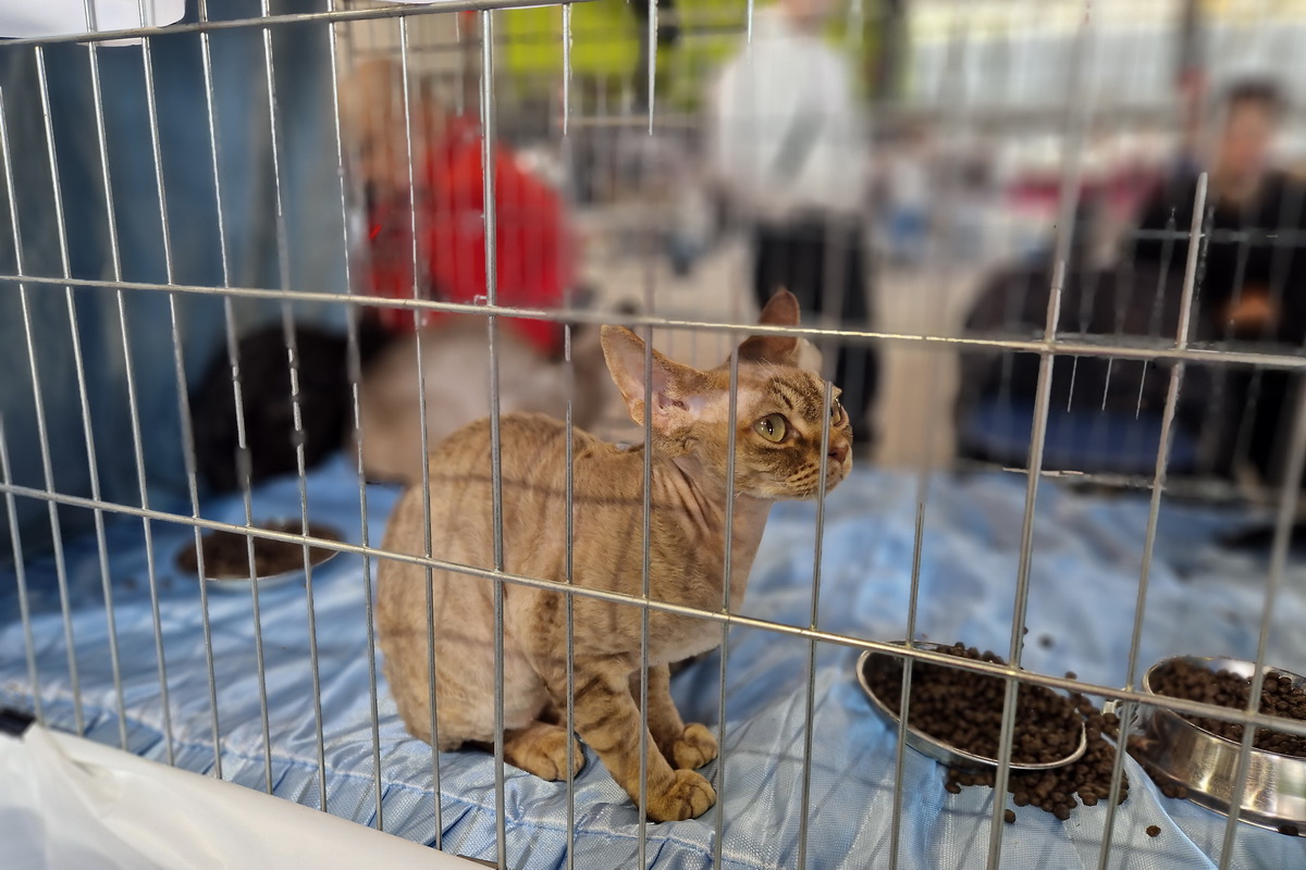 Medunarodna-izlozba-macaka-u-Atletskoj-dvorani-13