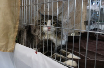 Medunarodna-izlozba-macaka-u-Atletskoj-dvorani-5