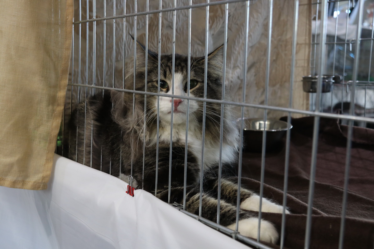 Medunarodna-izlozba-macaka-u-Atletskoj-dvorani-5