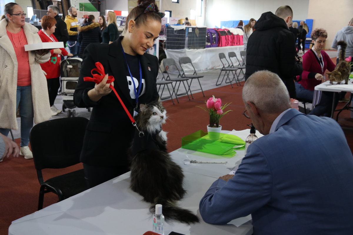 Medunarodna-izlozba-macaka-u-Atletskoj-dvorani-7