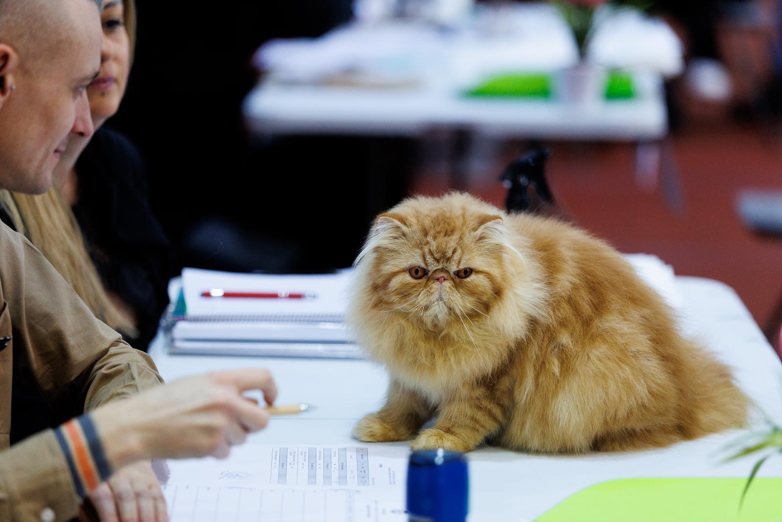 U Rijeci se održava Međunarodna izložba mačaka U Rijeci se održava Međunarodna izložba mačaka