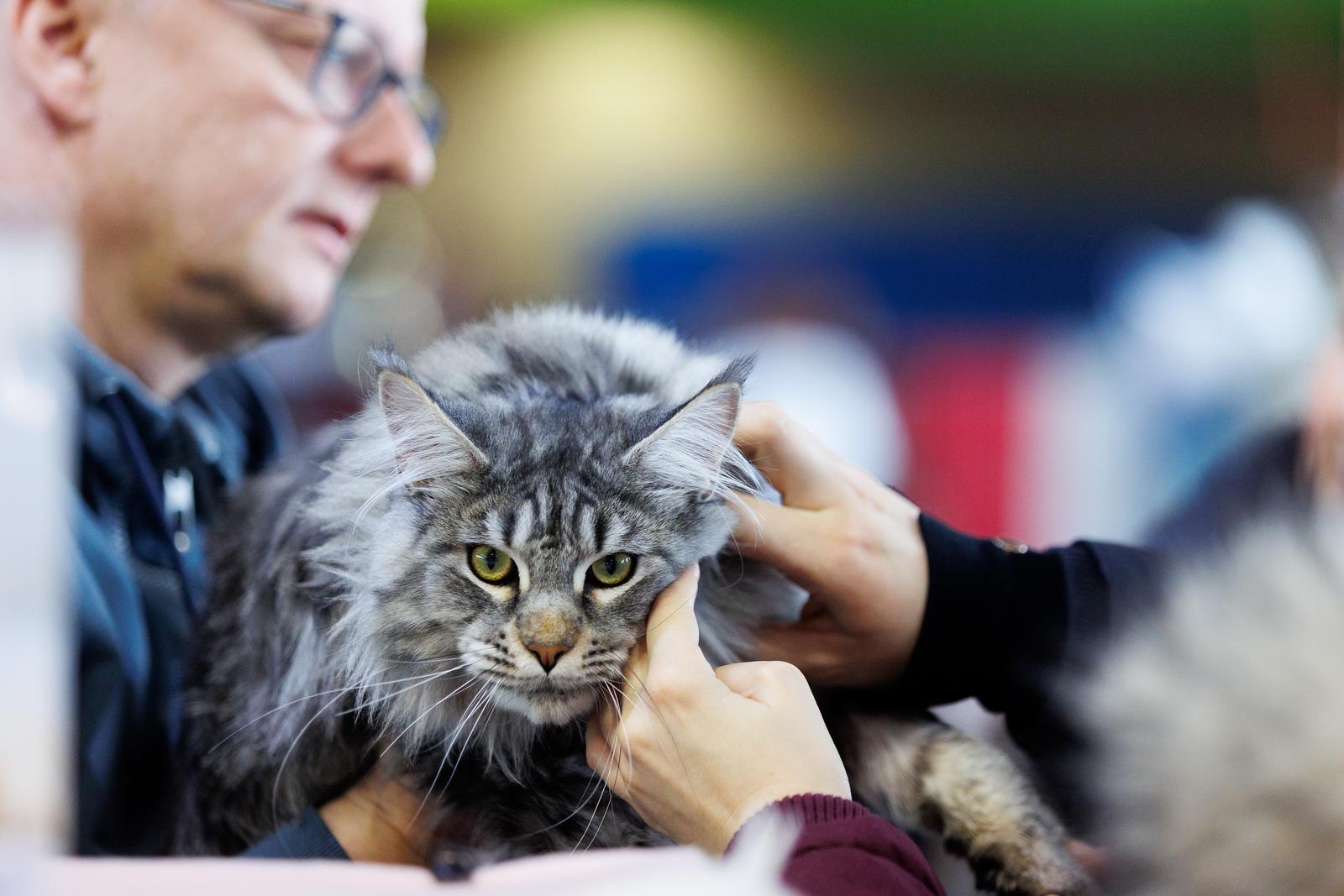 U Rijeci se održava Međunarodna izložba mačaka U Rijeci se održava Međunarodna izložba mačaka