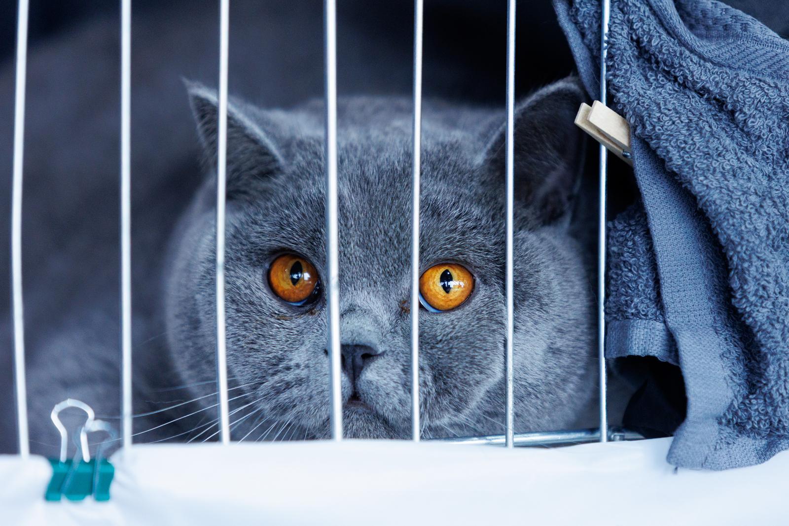 U Rijeci se održava Međunarodna izložba mačaka U Rijeci se održava Međunarodna izložba mačaka