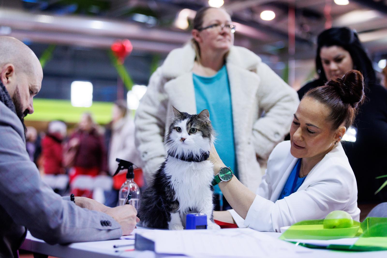 U Rijeci se održava Međunarodna izložba mačaka U Rijeci se održava Međunarodna izložba mačaka