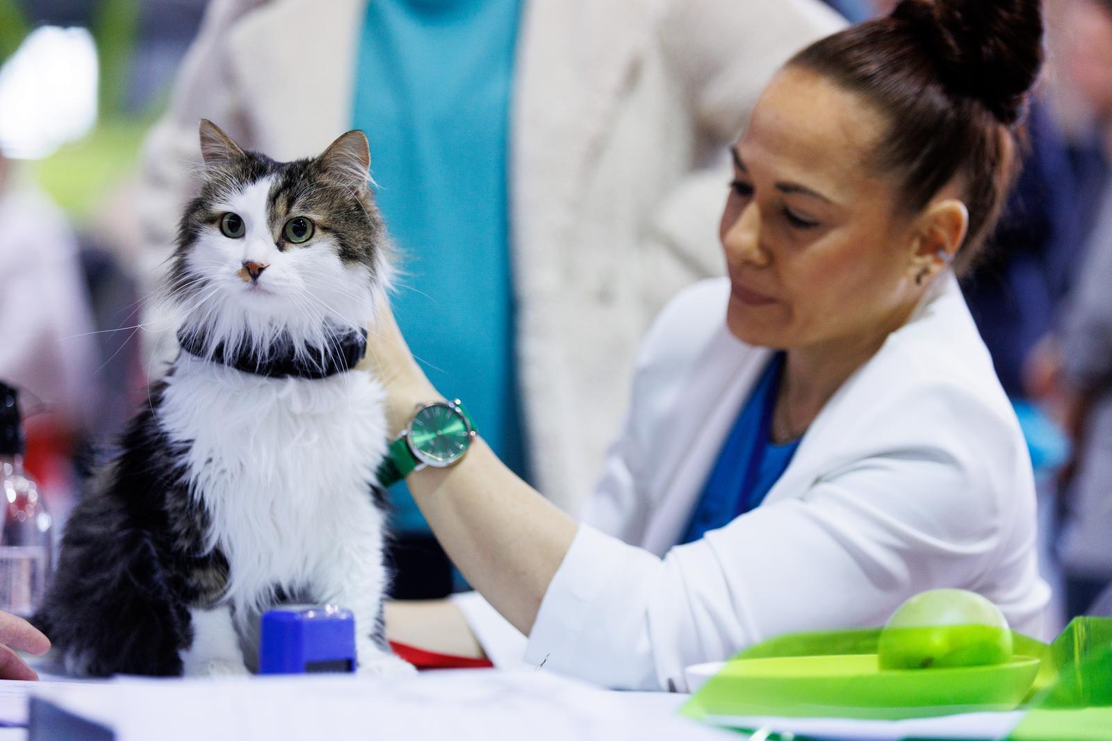 U Rijeci se održava Međunarodna izložba mačaka U Rijeci se održava Međunarodna izložba mačaka