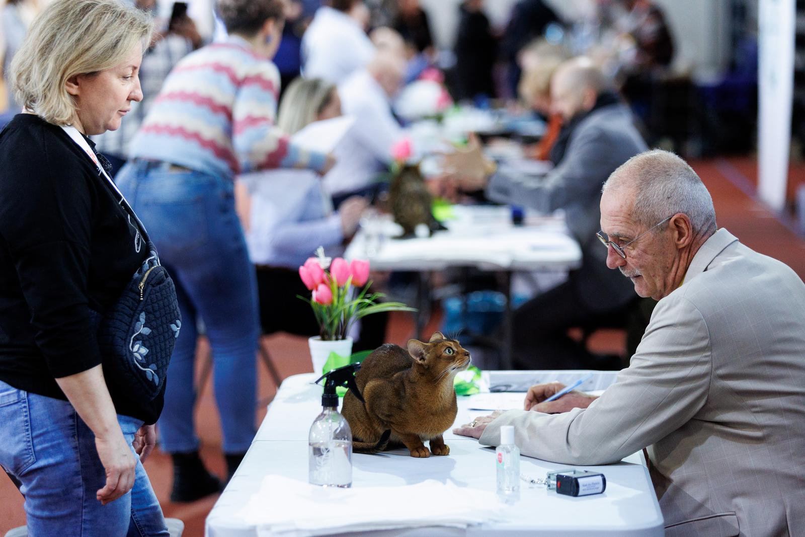 U Rijeci se održava Međunarodna izložba mačaka U Rijeci se održava Međunarodna izložba mačaka
