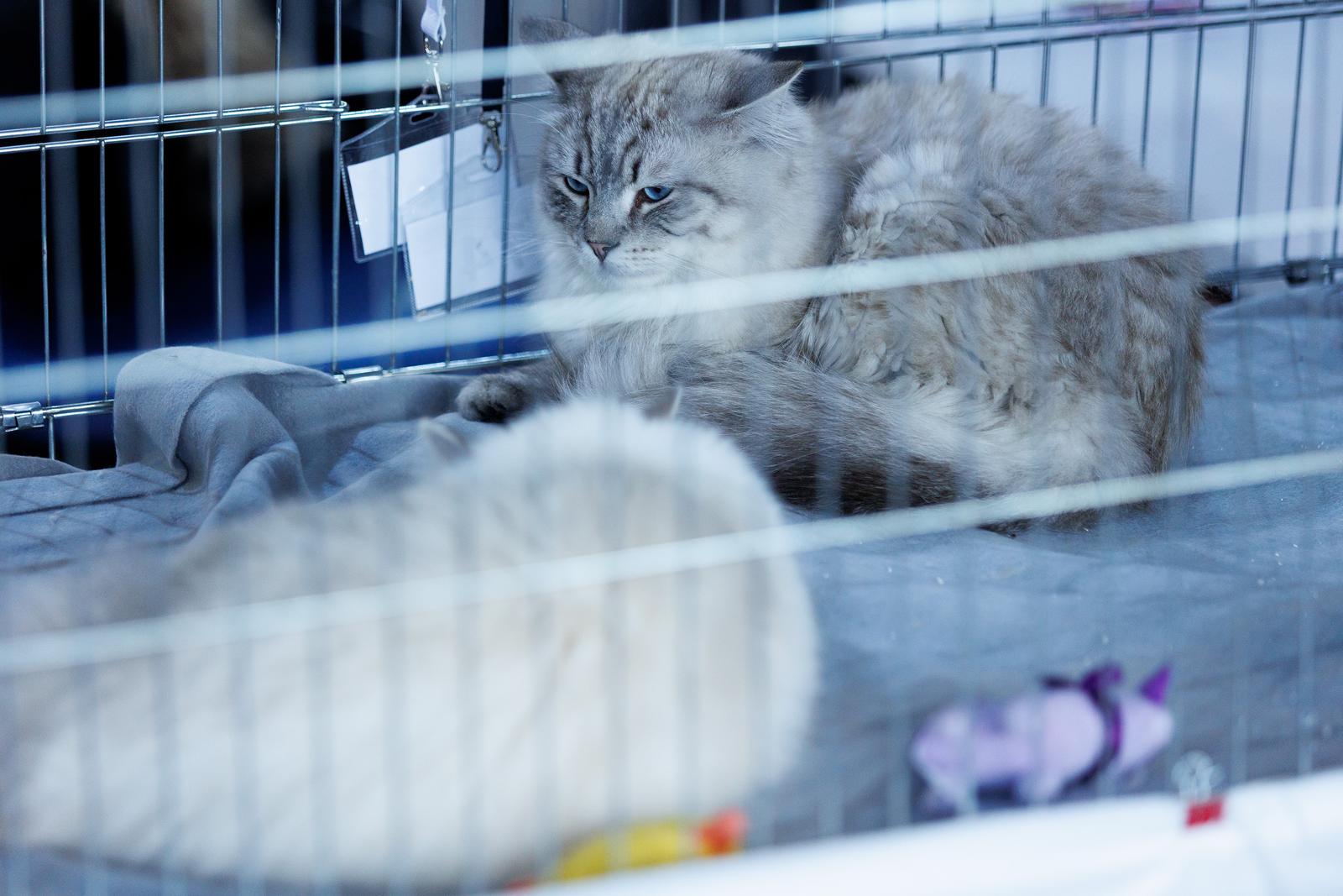 U Rijeci se održava Međunarodna izložba mačaka U Rijeci se održava Međunarodna izložba mačaka