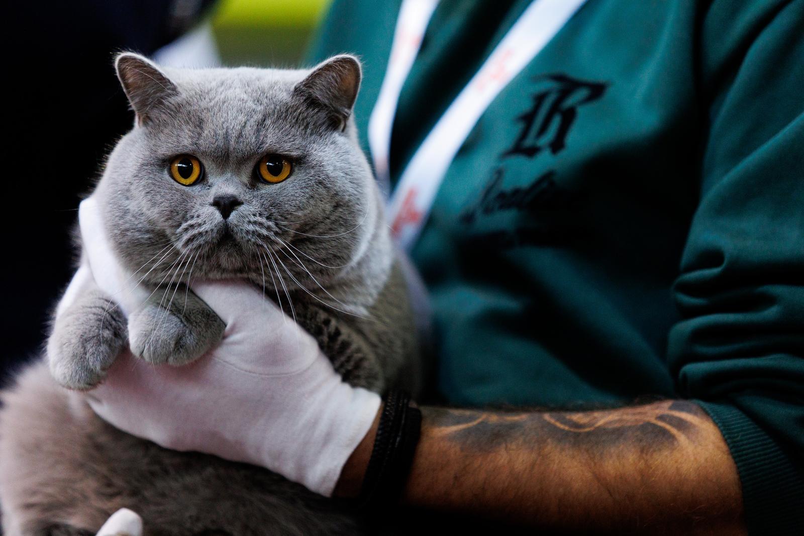 U Rijeci se održava Međunarodna izložba mačaka U Rijeci se održava Međunarodna izložba mačaka