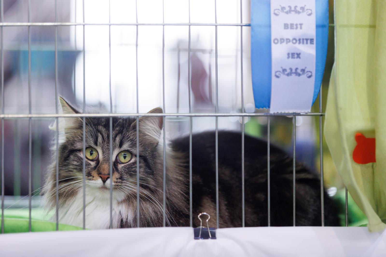 U Rijeci se održava Međunarodna izložba mačaka U Rijeci se održava Međunarodna izložba mačaka