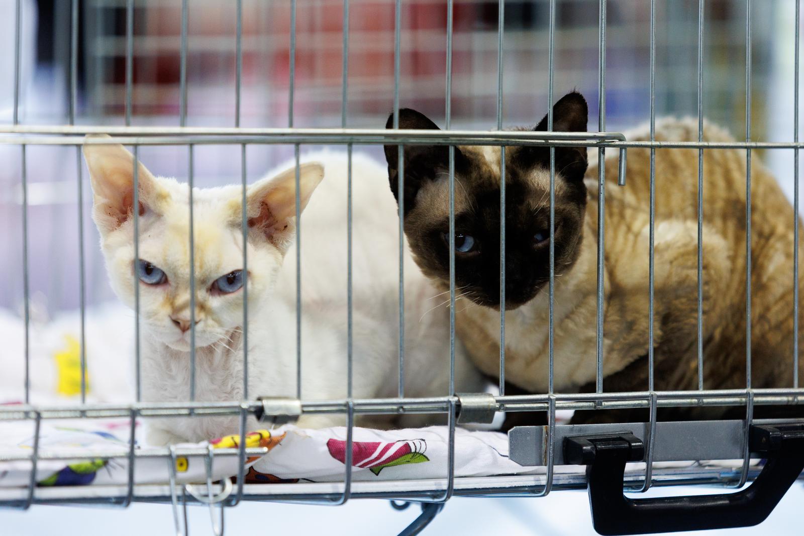 U Rijeci se održava Međunarodna izložba mačaka U Rijeci se održava Međunarodna izložba mačaka