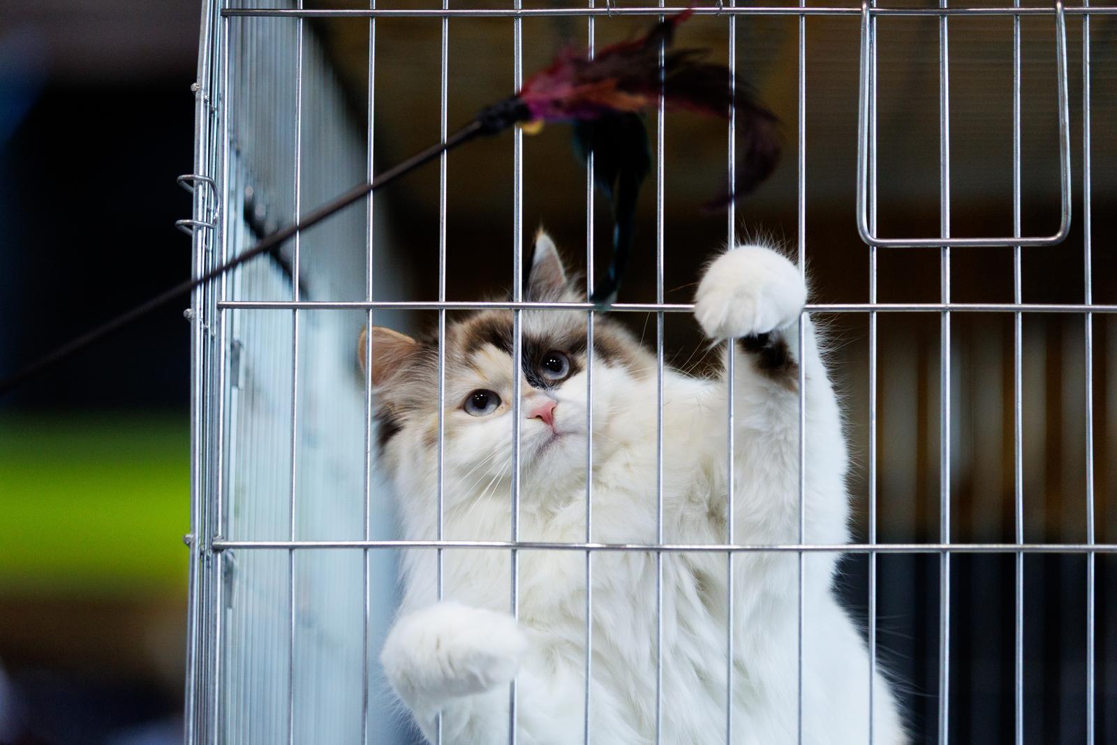 U Rijeci se održava Međunarodna izložba mačaka U Rijeci se održava Međunarodna izložba mačaka