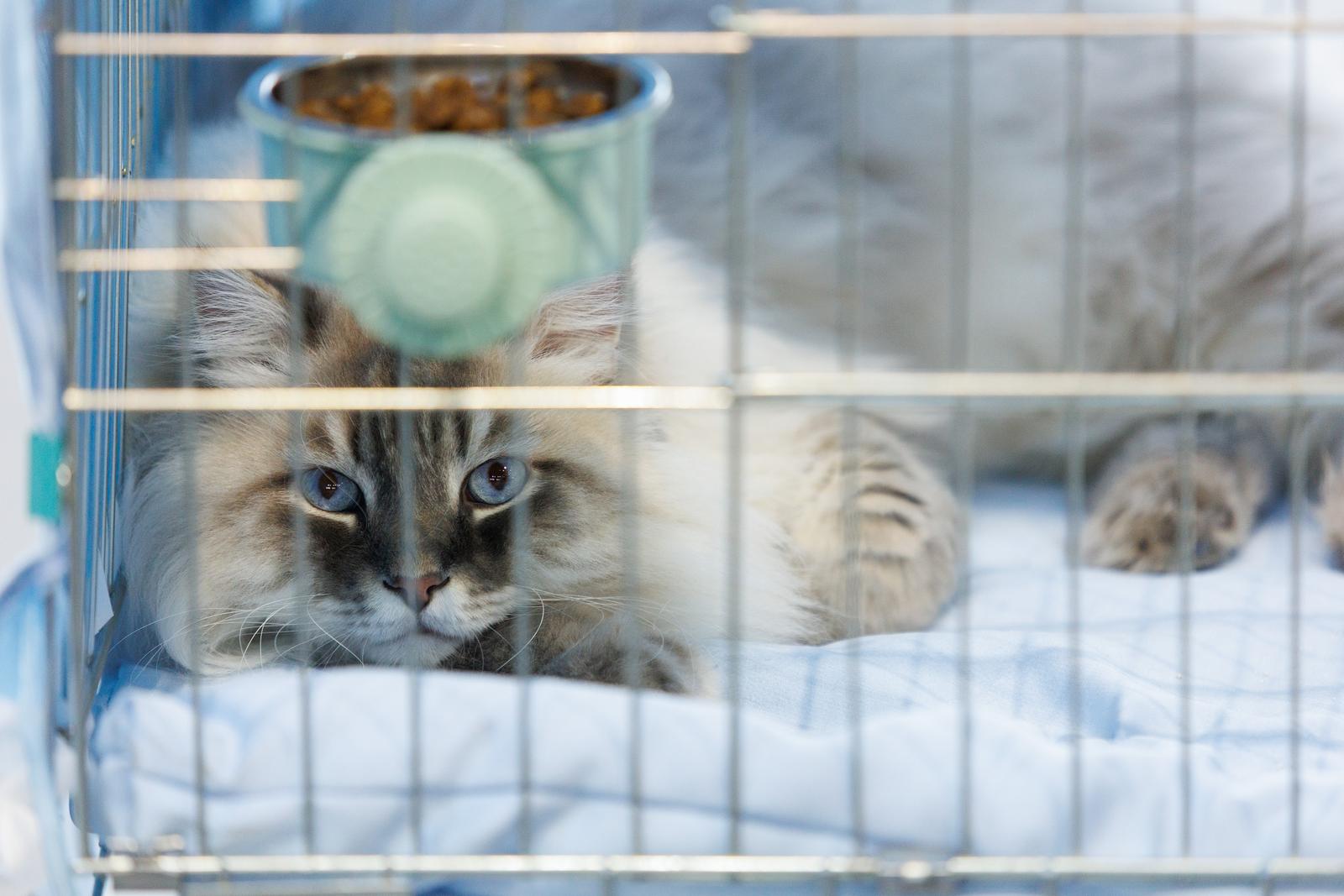 U Rijeci se održava Međunarodna izložba mačaka U Rijeci se održava Međunarodna izložba mačaka