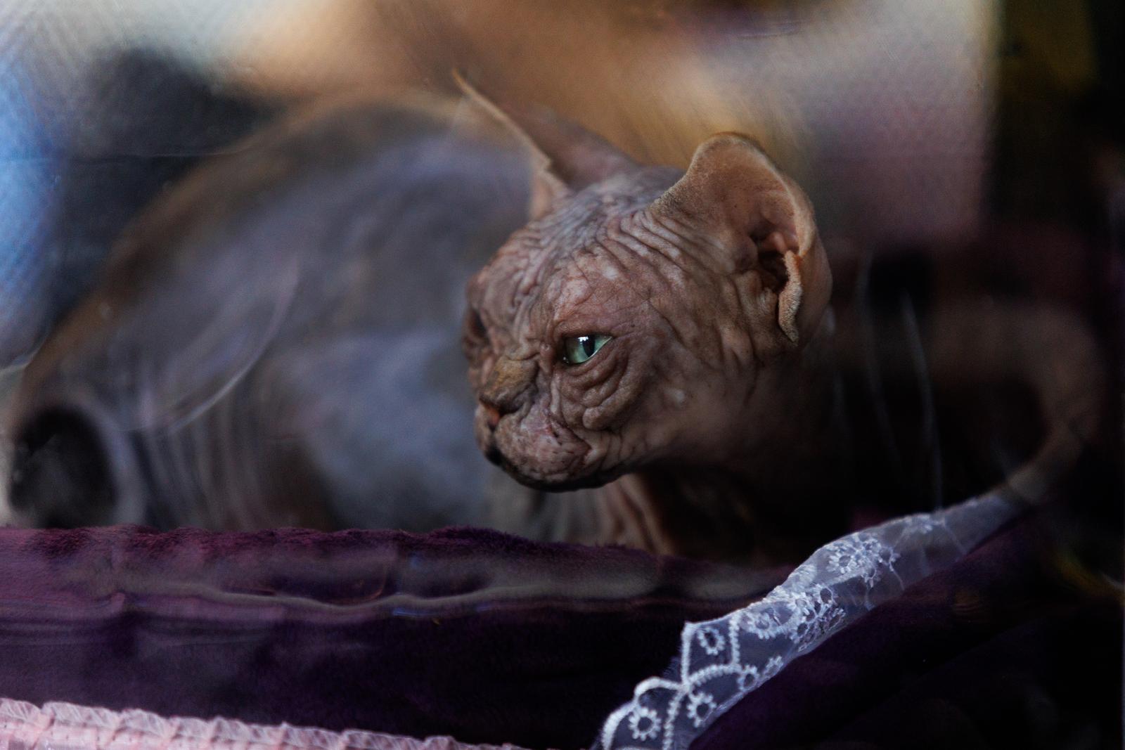 U Rijeci se održava Međunarodna izložba mačaka U Rijeci se održava Međunarodna izložba mačaka