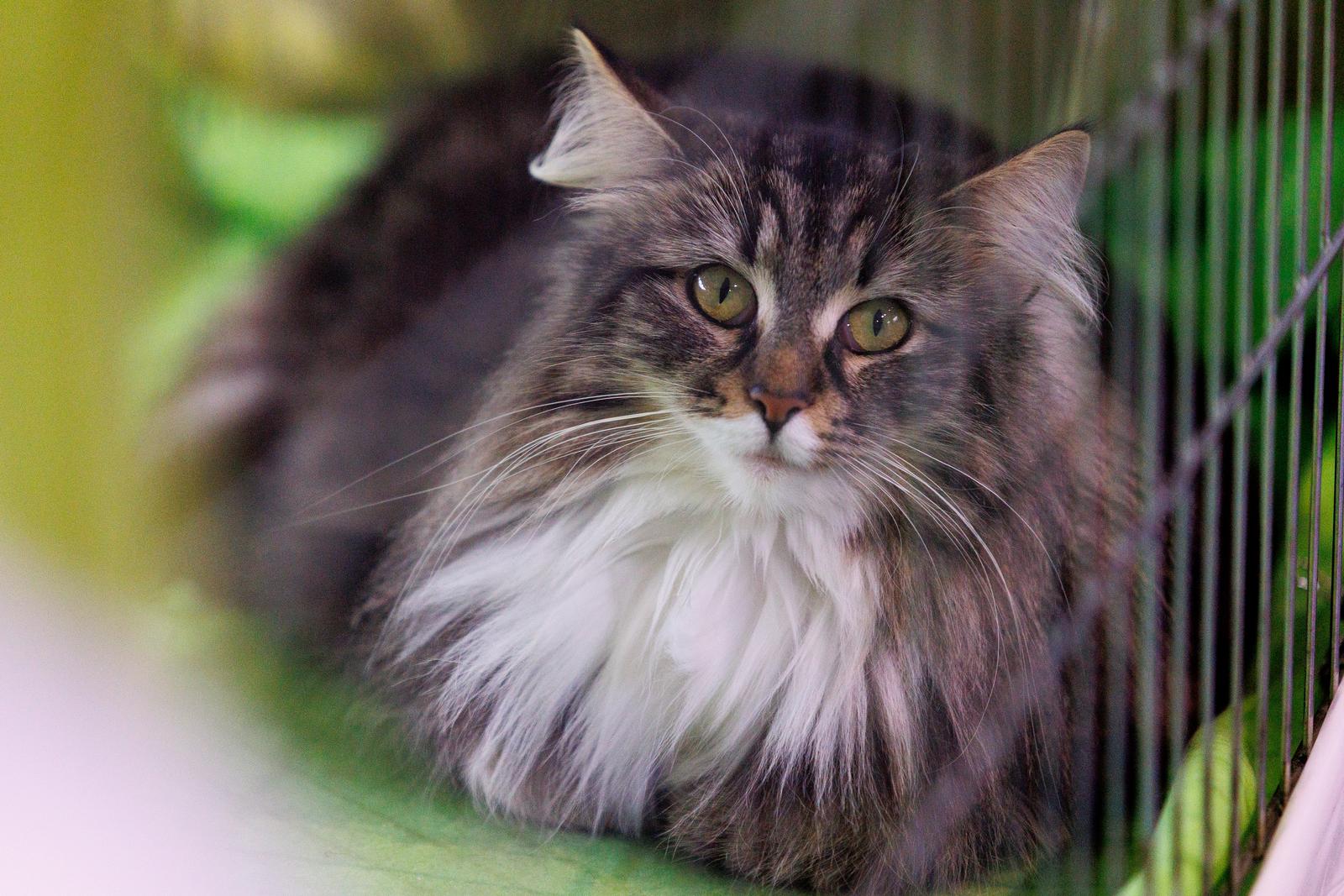 U Rijeci se održava Međunarodna izložba mačaka U Rijeci se održava Međunarodna izložba mačaka