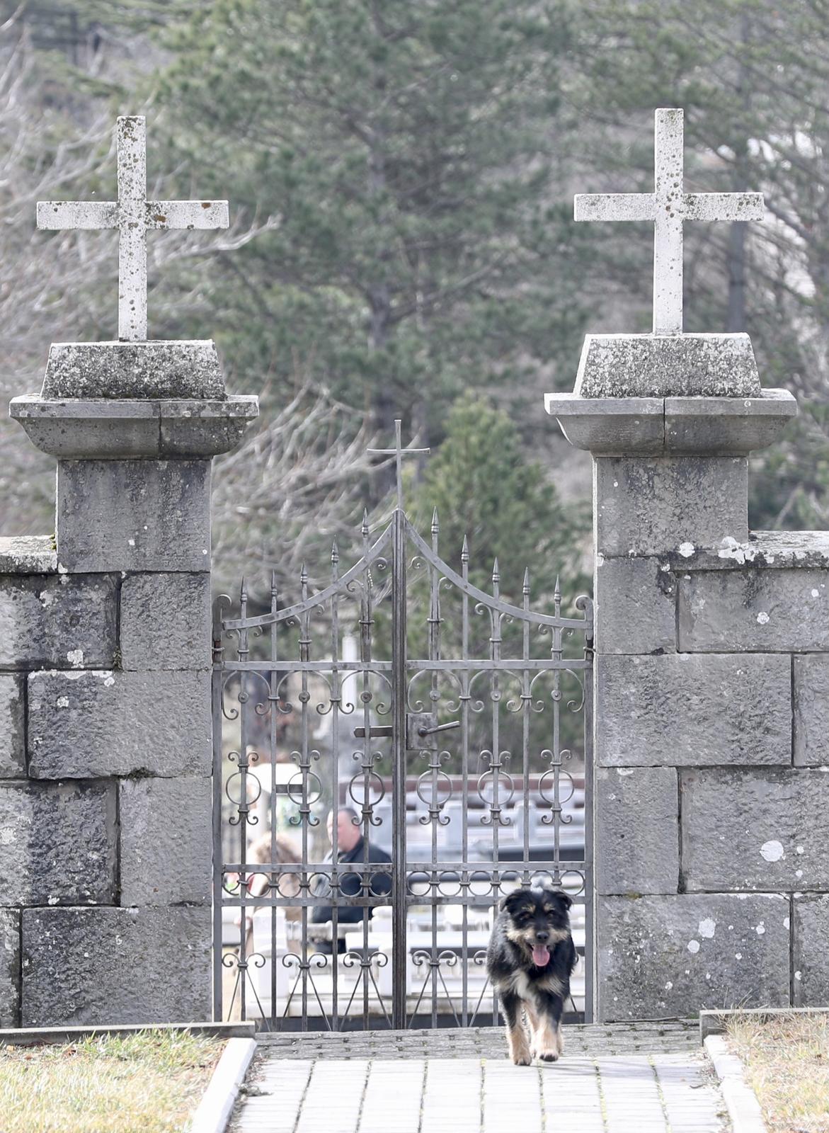 Tijarica: Pas Bruno svakodnevno obilazi groblje gdje je pokopan njegov vlasnik