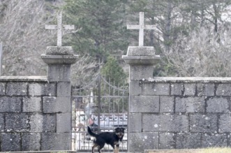 Tijarica: Pas Bruno svakodnevno obilazi groblje gdje je pokopan njegov vlasnik