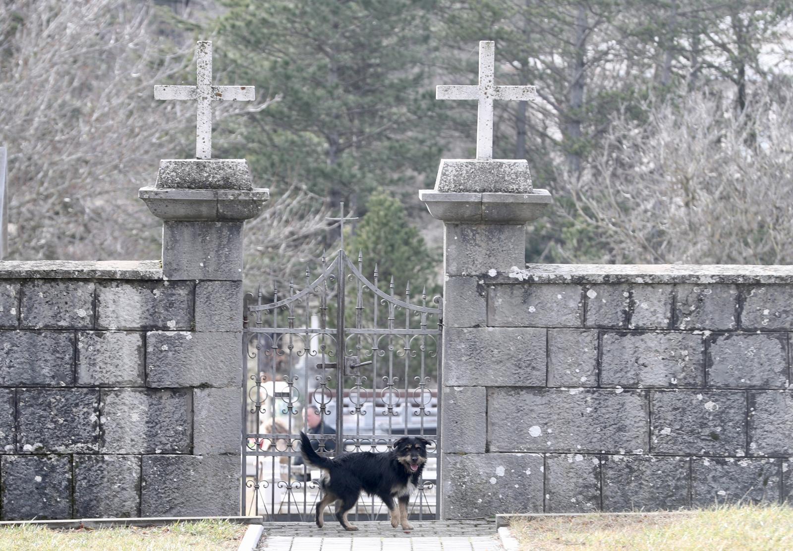 Tijarica: Pas Bruno svakodnevno obilazi groblje gdje je pokopan njegov vlasnik