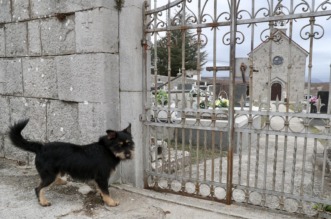 Tijarica: Pas Bruno svakodnevno obilazi groblje gdje je pokopan njegov vlasnik