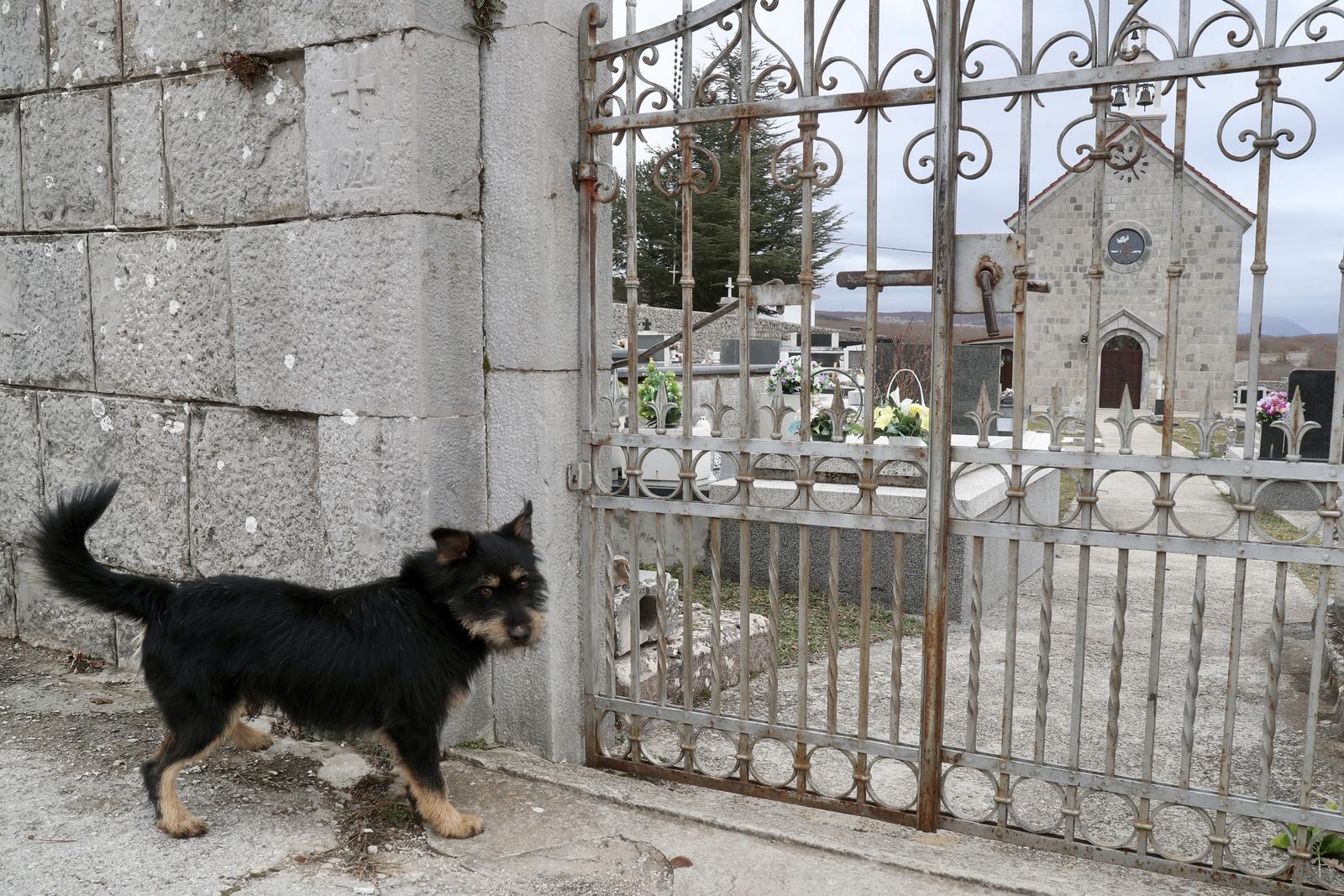 Tijarica: Pas Bruno svakodnevno obilazi groblje gdje je pokopan njegov vlasnik