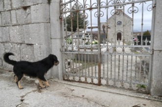 Tijarica: Pas Bruno svakodnevno obilazi groblje gdje je pokopan njegov vlasnik