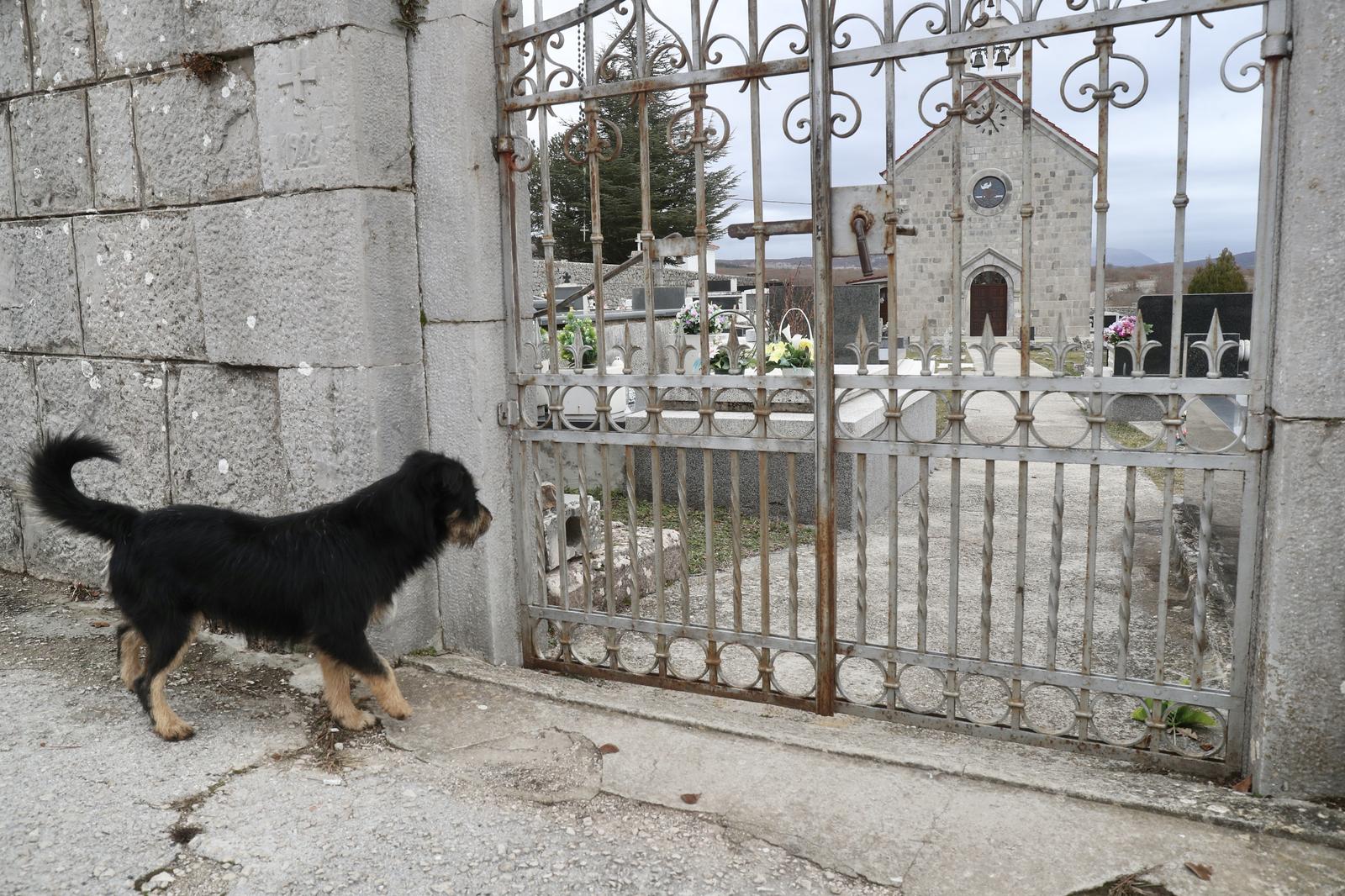 Tijarica: Pas Bruno svakodnevno obilazi groblje gdje je pokopan njegov vlasnik