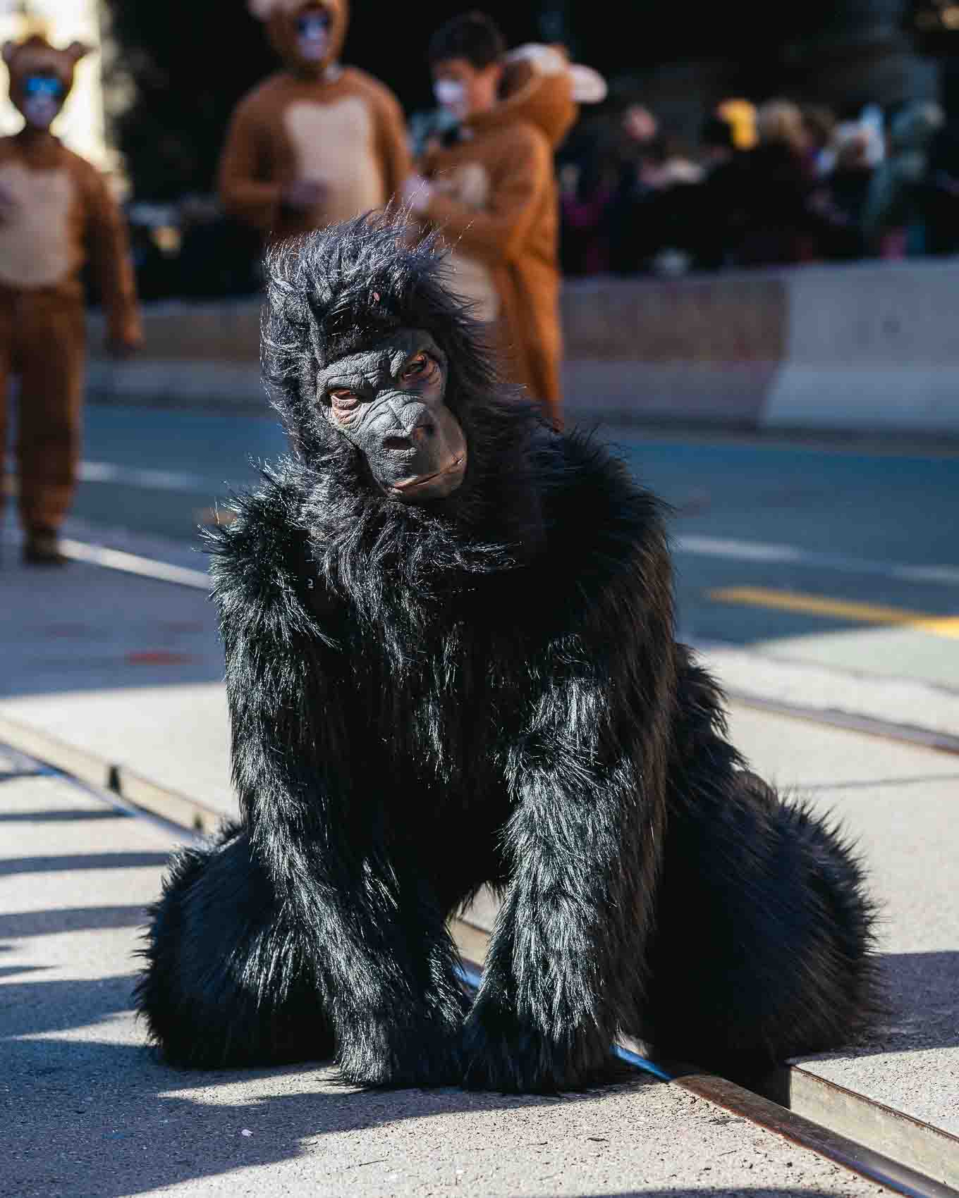 Karneval 2025-1086 Karneval 2025-1086