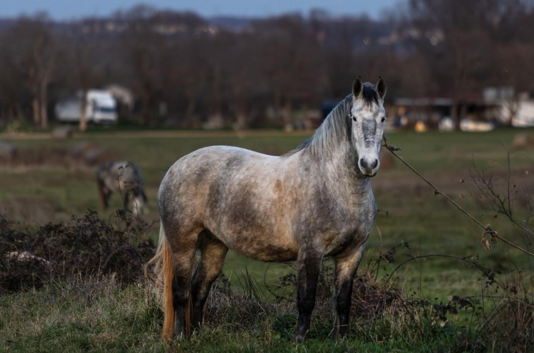 Fažana: Konji na ispaši