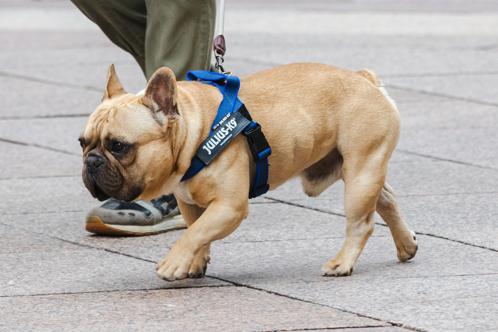 Klikom po Korzu 25.4.-4122 Klikom po Korzu 25.4.-4122