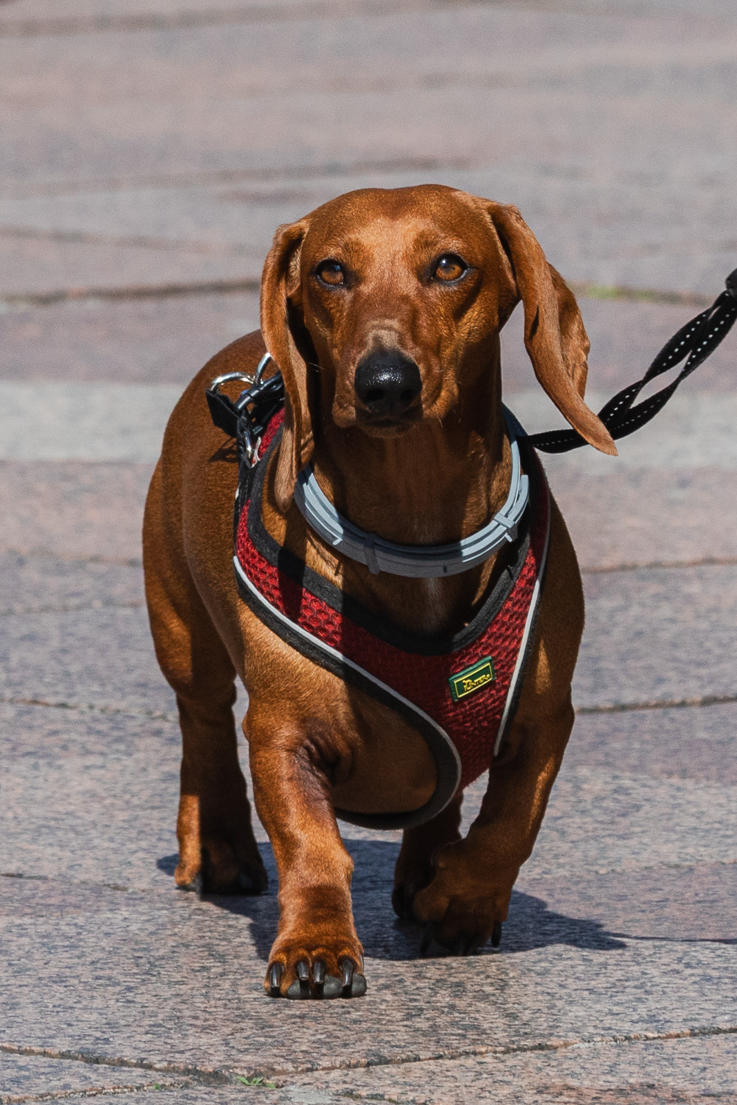 Klikom po Korzu 4.4-7997 Klikom po Korzu 4.4-7997