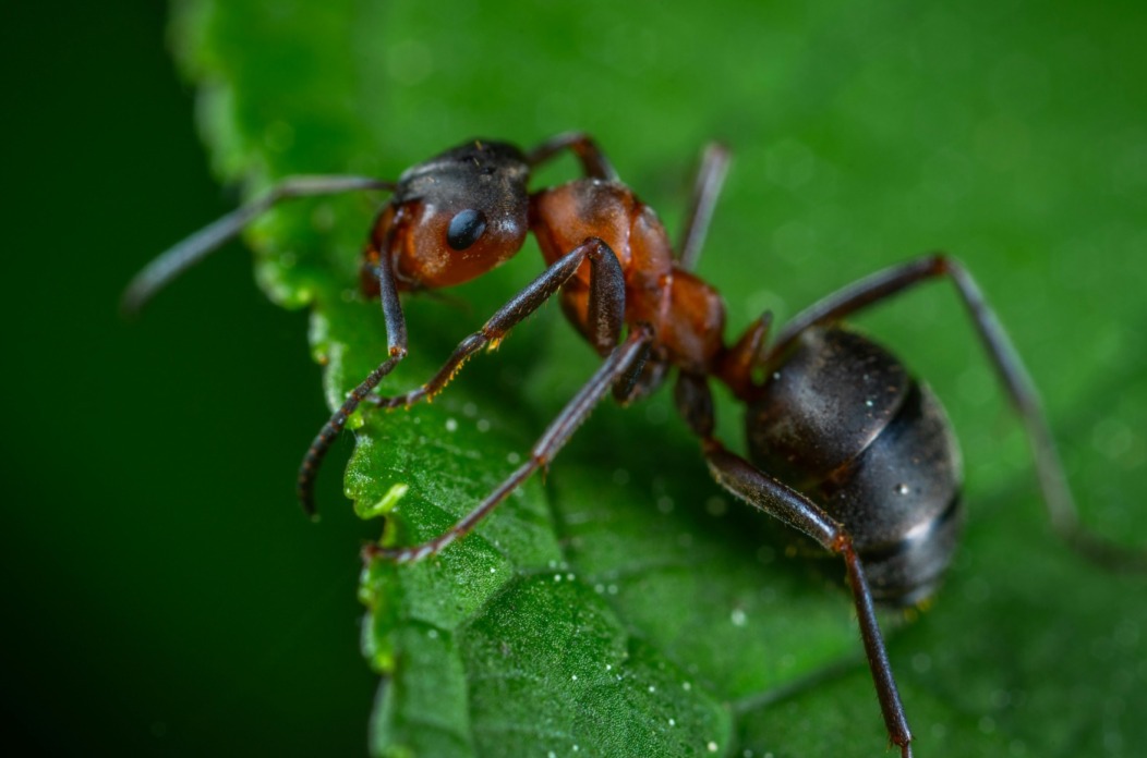 pexels-ekamelev-1104974 pexels-ekamelev-1104974