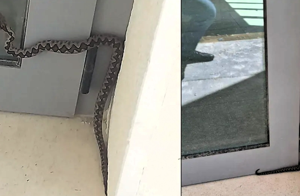 poskok brač rtl poskok brač rtl