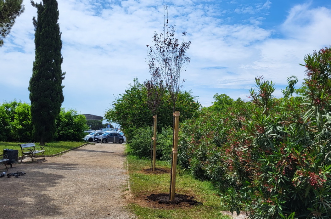 Novoposadena-stabla-na-Delti-1