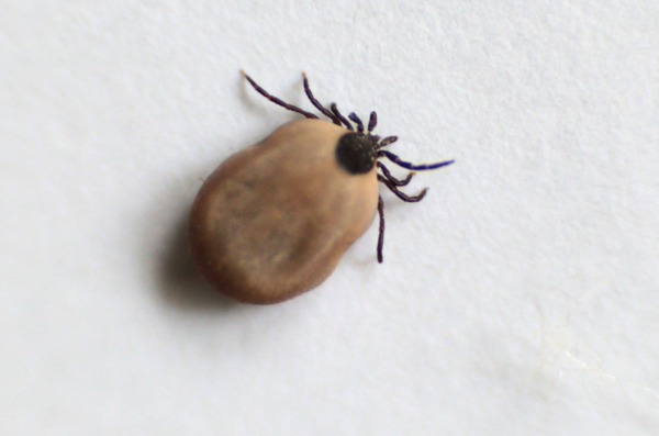 Koprivnica: Krpelj Sklopec, ilustracija Koprivnica: Krpelj Sklopec, ilustracija