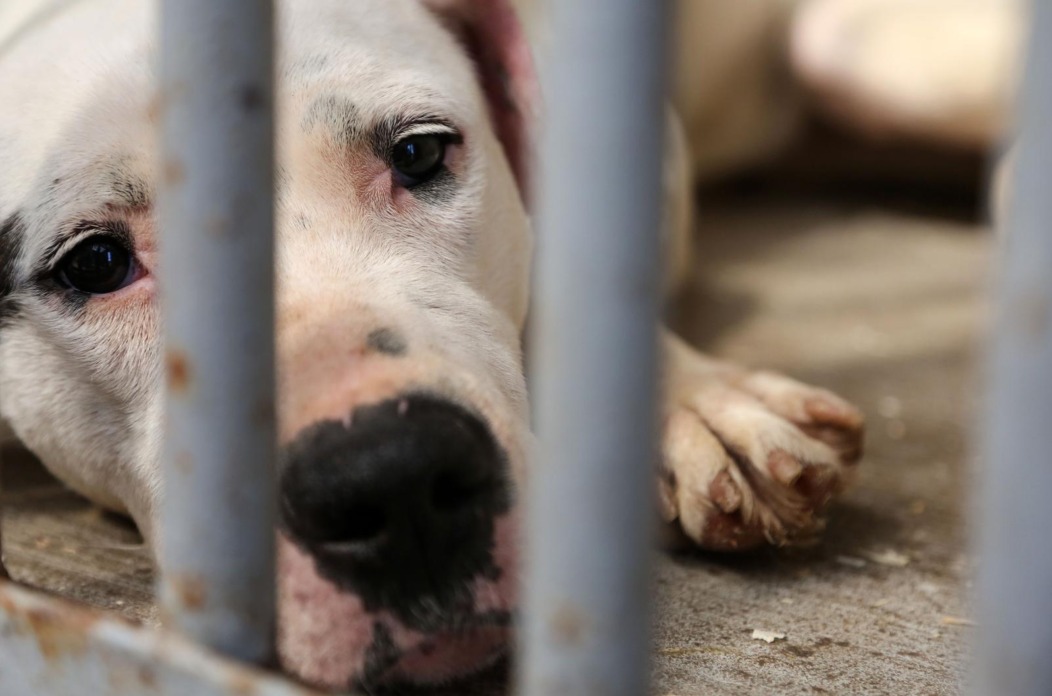 Zagreb: Konferencija povodom pravomoćne presude dvjema osobama za ubijanje i mučenje životinja