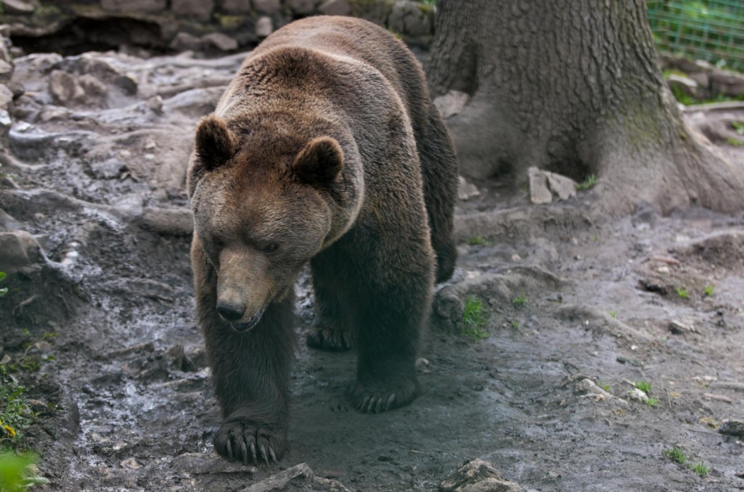 Medvjedi Masa i Tedi, ženka i mužjak, žive na planini Vlašić od rođenja u ograđenom prostoru