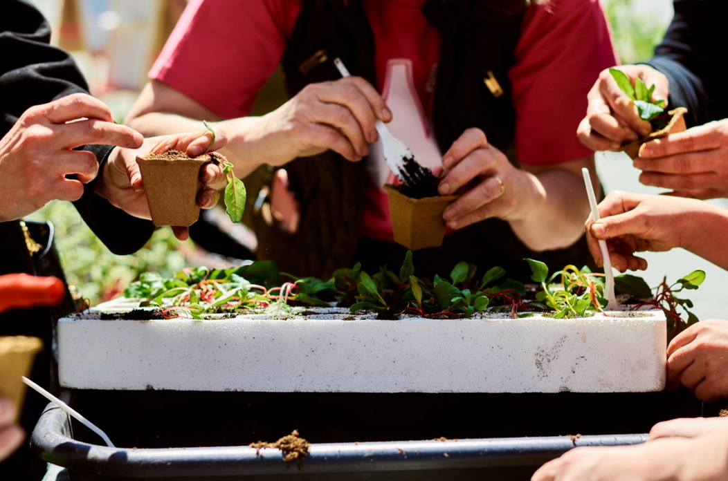 Urbano-vrtlarstvo-Andreja-Coh