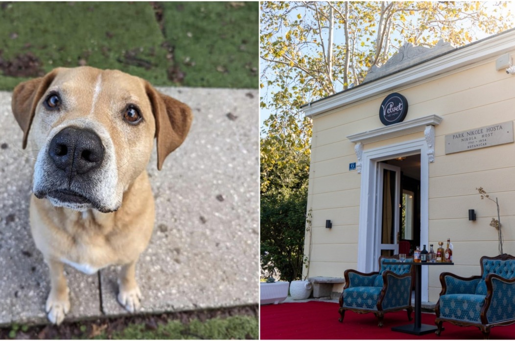 VELVET NJUŠKE NASLOVNA 2025