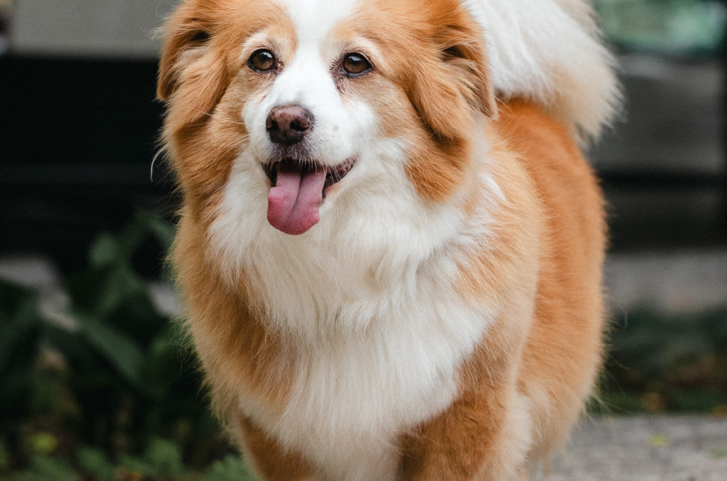 ilustrativna pas-1316 ilustrativna pas-1316