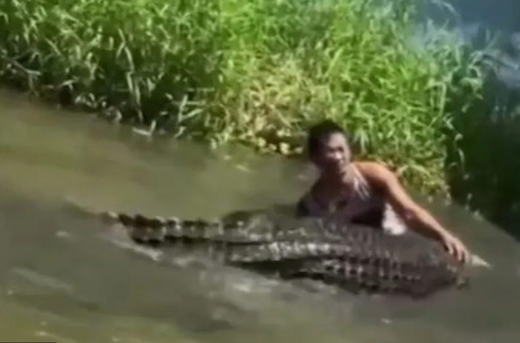 krokodil kip krokodil kip
