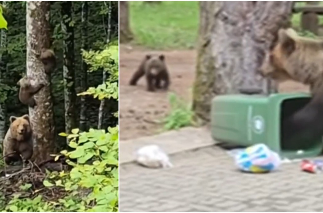 medvjedi ivanščica naslovna