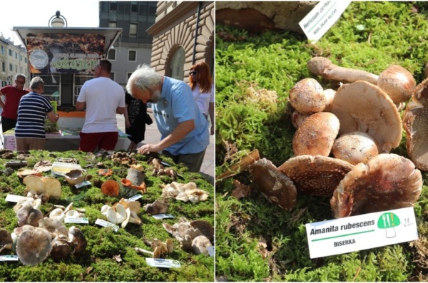 BeFunky-collage (41)