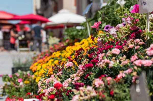 Ilustrativna Placa tržnica cvijeće-6 Ilustrativna Placa tržnica cvijeće-6
