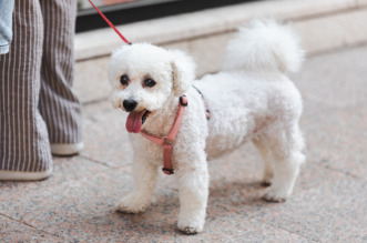 Klikom po Korzu 20.6.-7395 Klikom po Korzu 20.6.-7395