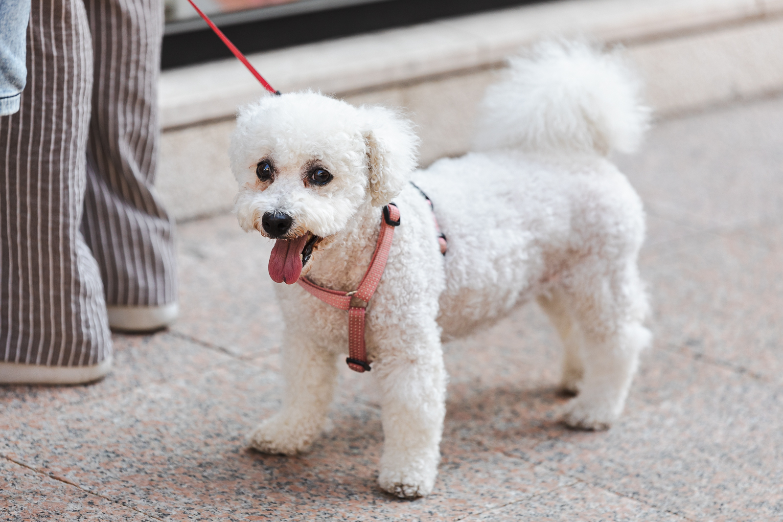 Klikom po Korzu 20.6.-7395 Klikom po Korzu 20.6.-7395