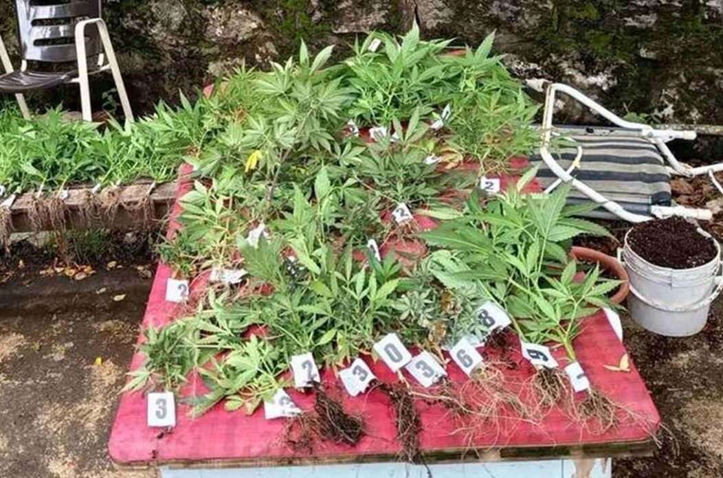 Konoplja-Delnice-mala