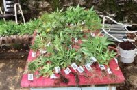 Konoplja-Delnice-mala