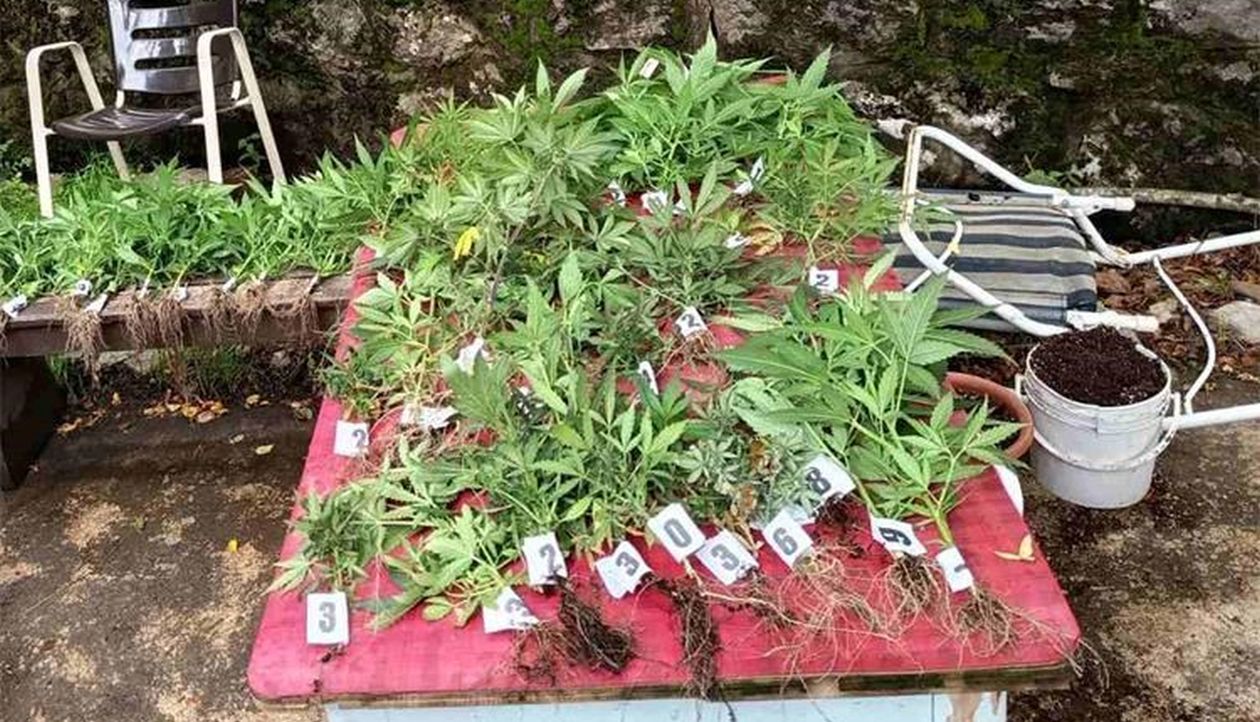 Konoplja-Delnice-mala