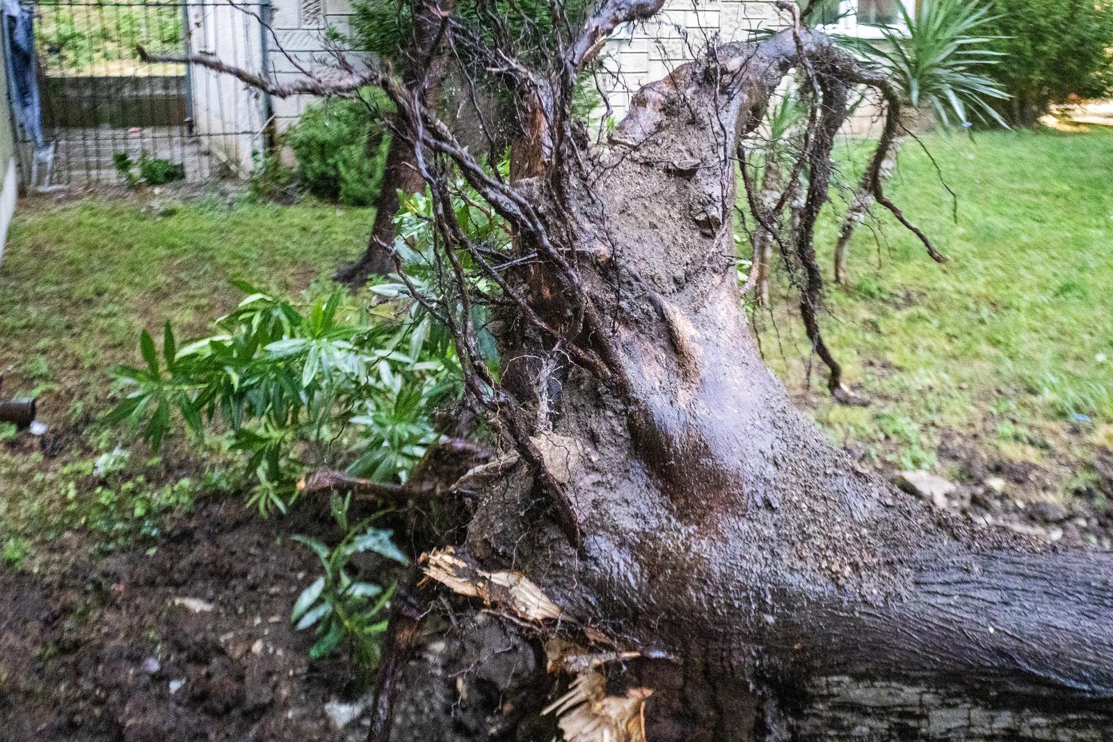 Olujno nevrijeme rušilo stabla u Puli Olujno nevrijeme rušilo stabla u Puli